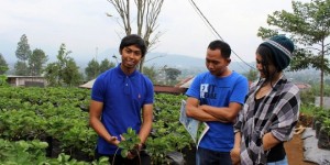 stowberry-660x330