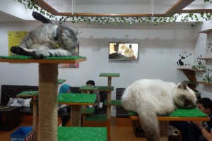 cats ice cream 2 cats ice cream 2