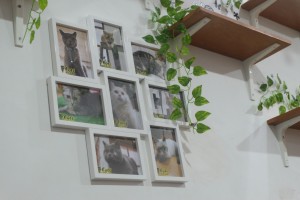 cats ice cream cats ice cream