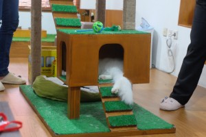 cats ice cream 6 cats ice cream 6