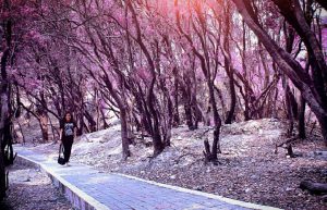 Tempat wisata Bandung Puncak bintang moko Tempat wisata Bandung Puncak bintang moko