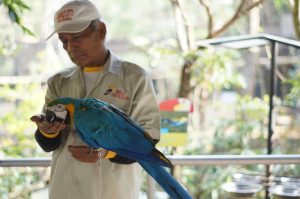 Tempat Wisata Bandung Bird and Bormelia Pavilion Bandung Tempat Wisata Bandung Bird and Bormelia Pavilion Bandung