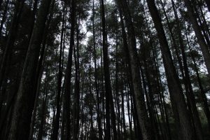 Tempat wisata Bandung  Tahura Bandung