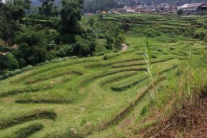 _MG_0501 _MG_0501