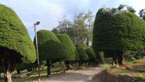 Tempat wisata Bukit Jamur Ciwidey / Destinasi Bandung