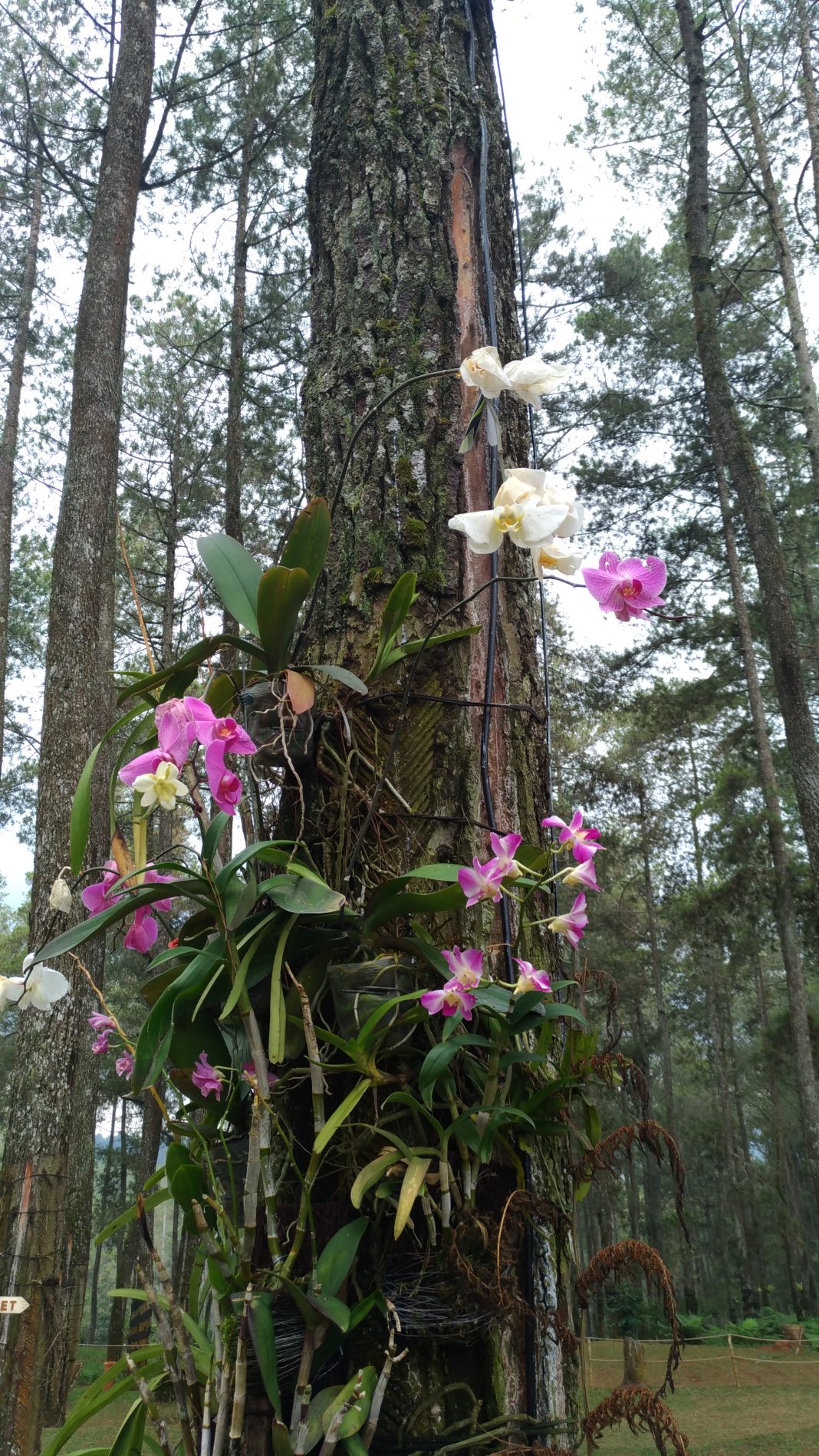 таиланд орхидеи в природе