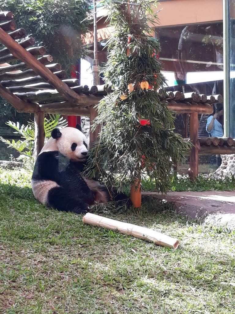 Hadiah Natal Untuk Cao Tao dan Hu Chun di Taman Safari Indonesia