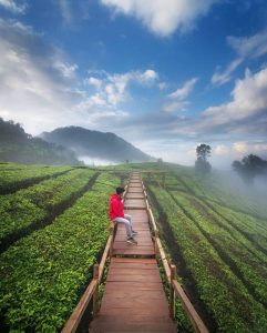 Wayang Windu Panenjoan Pangalengan: Tempat Wisata Terbaru di Bandung Selatan dengan View Kebun Teh, Inilah Harga Tiket Masuk, Rute dan Lokasinya (foto: Instagram@tianabdulhanip)