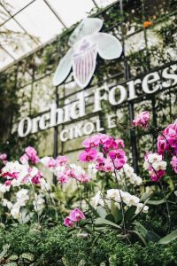 Orchid Forest Cikole Lembang Tetap Buka saat Ramadhan dan Liburan Lebaran 2024, Ngabuburit Seru di Rabbit Forest dan Golden Pine