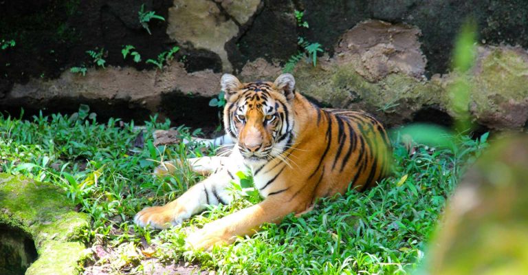 31 Rekomendasi Wisata Bandung yang Wajib Dikunjungi Saat Liburan Sekolah, Salah Satunya Bandung Zoo