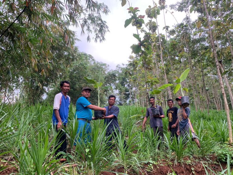 Bio Farma Kembangkan Budidaya Pisang Untuk Masyarakat yang Terdampak Pembangunan Waduk Jatigede