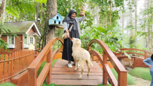 Rabbit Forest By Orchid Forest Cikole Lembang Bandung, Keseruan Memberikan Makan Kelinci, Domba, Anakan Sapi, Reptil dan Burung di Tengah Hutan Pinus Rabbit Forest By Orchid Forest Cikole Lembang Bandung, Keseruan Memberikan Makan Kelinci, Domba, Anakan Sapi, Reptil dan Burung di Tengah Hutan Pinus
