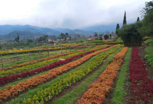 Tempat wisata Bandung Happy Farm Ciwidey