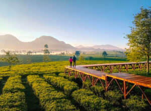Tempat wisata Bandung Teh Jangkung Pangalengan Foto: IG@regallery Tempat wisata Bandung Teh Jangkung Pangalengan Foto: IG@regallery