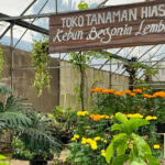 Tempat wisata Lembang Bandung Kebun Begonia