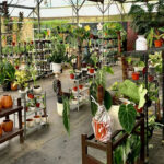 Tempat wisata Lembang Bandung Kebun Begonia