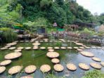 Tempat Wisata Bandung Lembang Park and Zoo