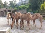 Tempat Wisata Bandung Lembang Park and Zoo