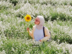Tempat Wisata Bandung Bukit Strawberry Lembang Tempat Wisata Bandung Bukit Strawberry Lembang