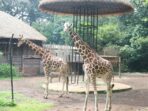 Bandung Zoo Bandung Zoo