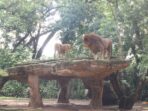 Bandung Zoo Bandung Zoo