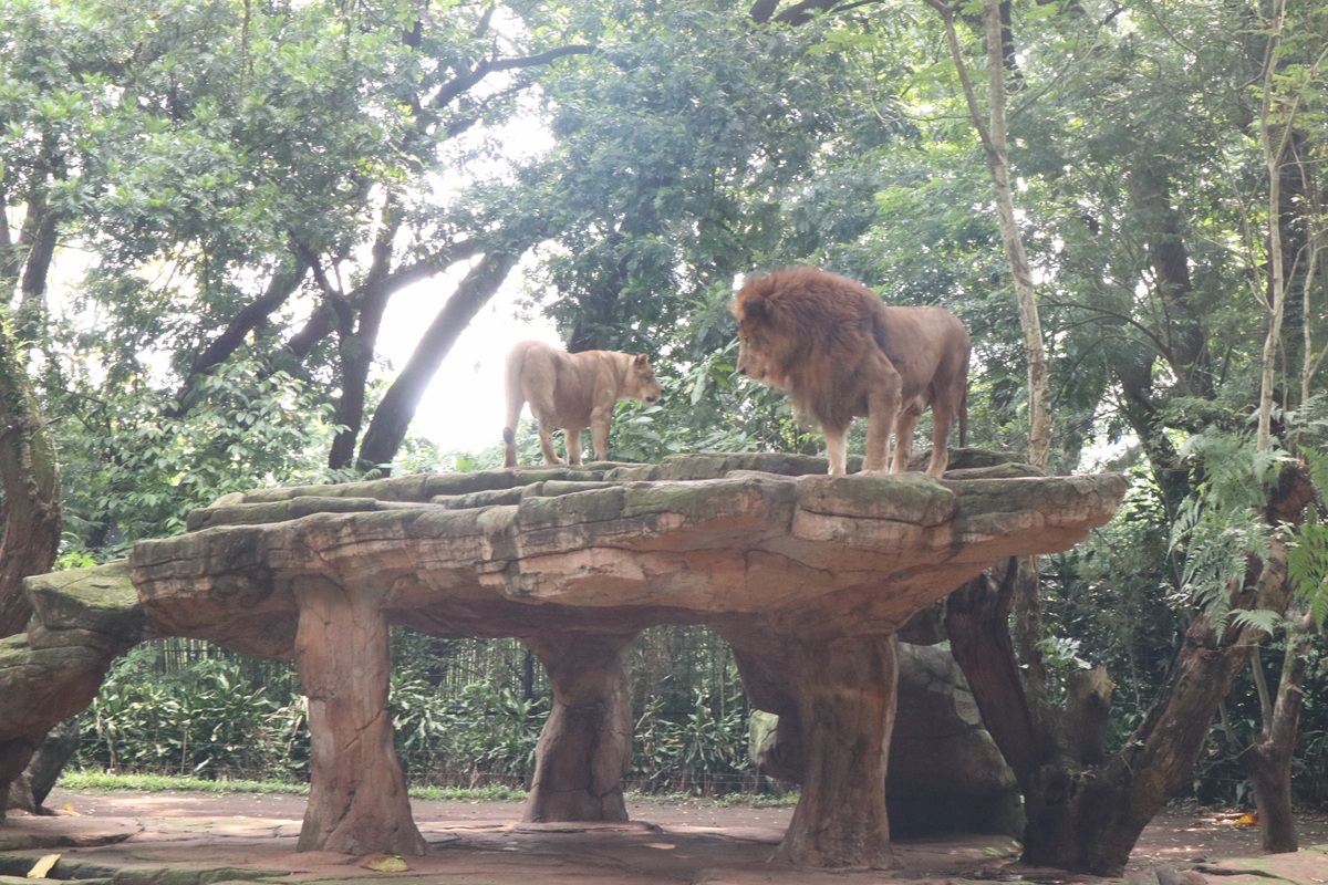 Bandung Zoo