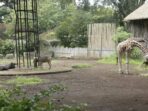 tempat wisata Bandung Kebun Binatang Bandung