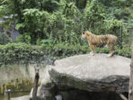 tempat wisata Bandung Kebun Binatang Bandung (Bandung Zoo) tempat wisata Bandung Kebun Binatang Bandung (Bandung Zoo)